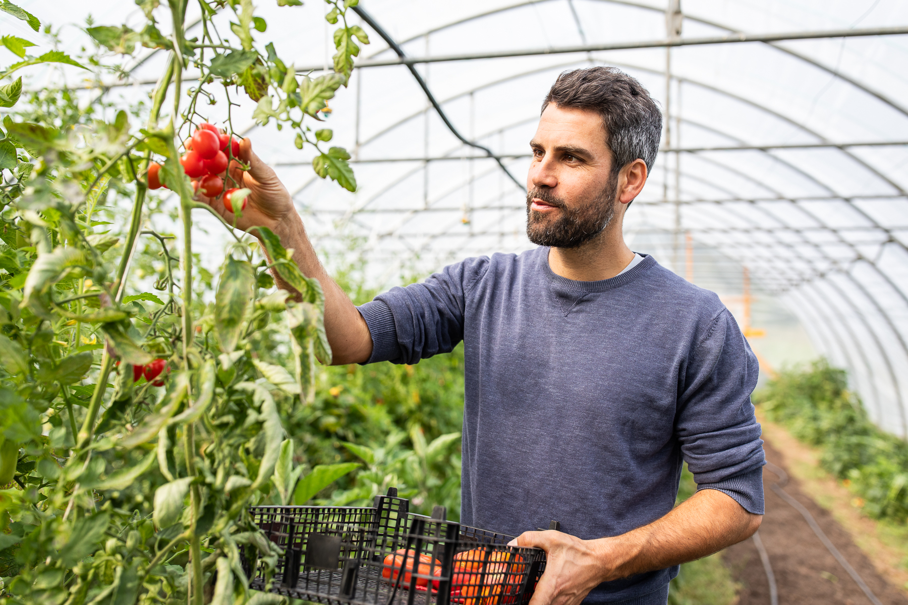 Felix Heil bei der Ernte von Tomaten